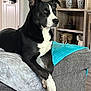 animal, bookcase, canine, chaise, couch, cup, dog, dogbed, furniture, indoors, interiordesign, pet