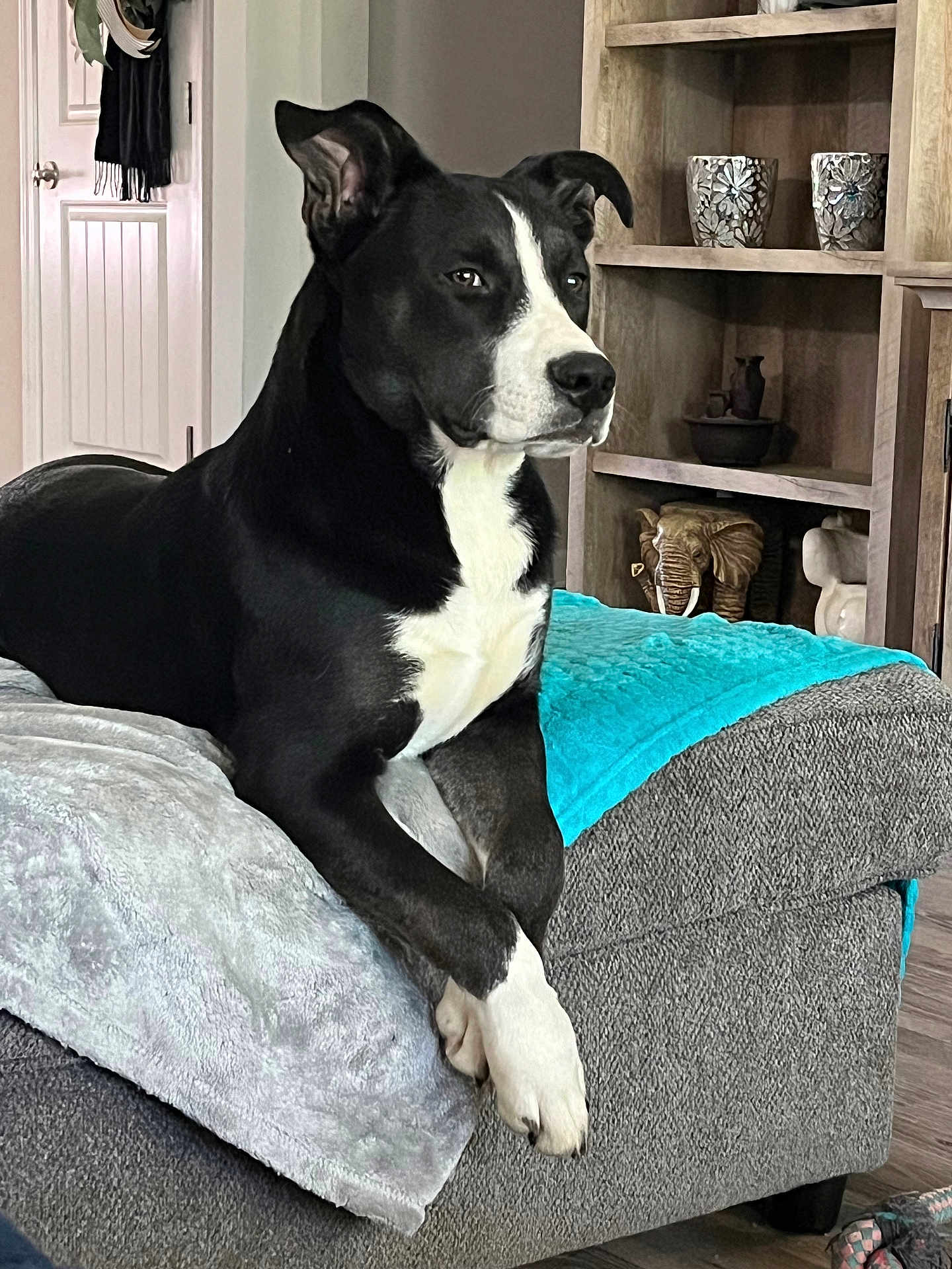 Leo joined the competition — help win amazing prizes! animal, bookcase, canine, chaise, couch, cup, dog, dogbed, furniture, indoors, interiordesign, pet