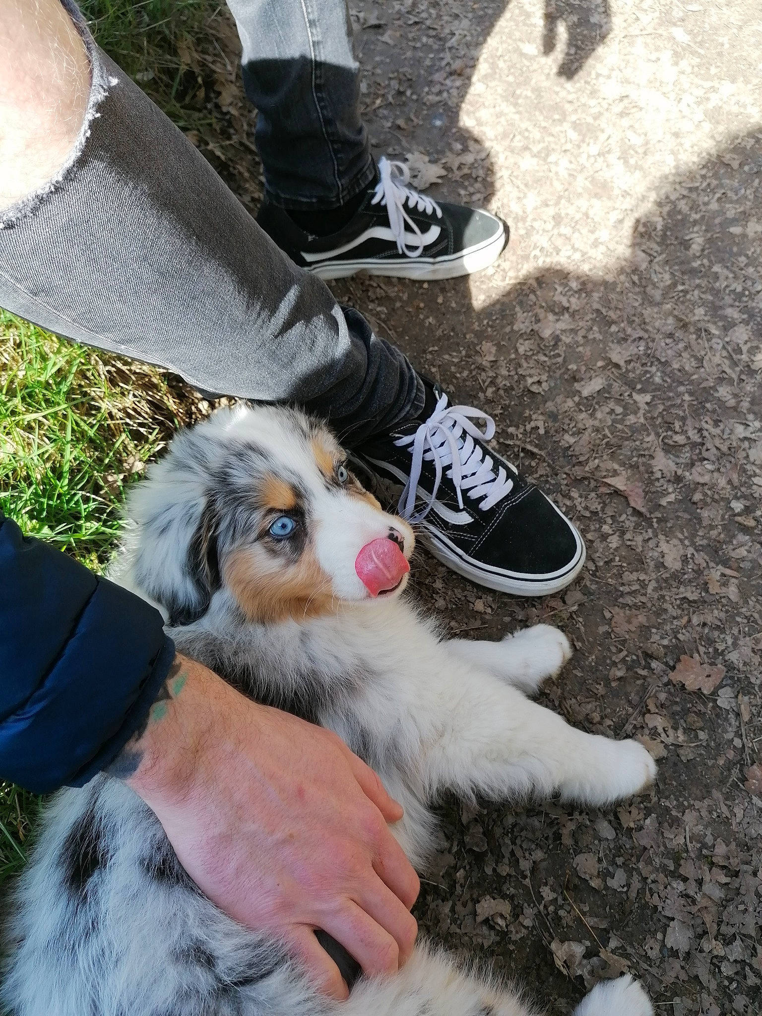 Shannelle participe au concours pour gagner de l'argent avec cette photo : asphalt, carmine, carnivore, companion_dog, dog, dog_breed, eyewear, foot, fur, grass, human_leg, lap, leg, photograph, road_surface, street_fashion, thigh, walking, walking_shoe, white