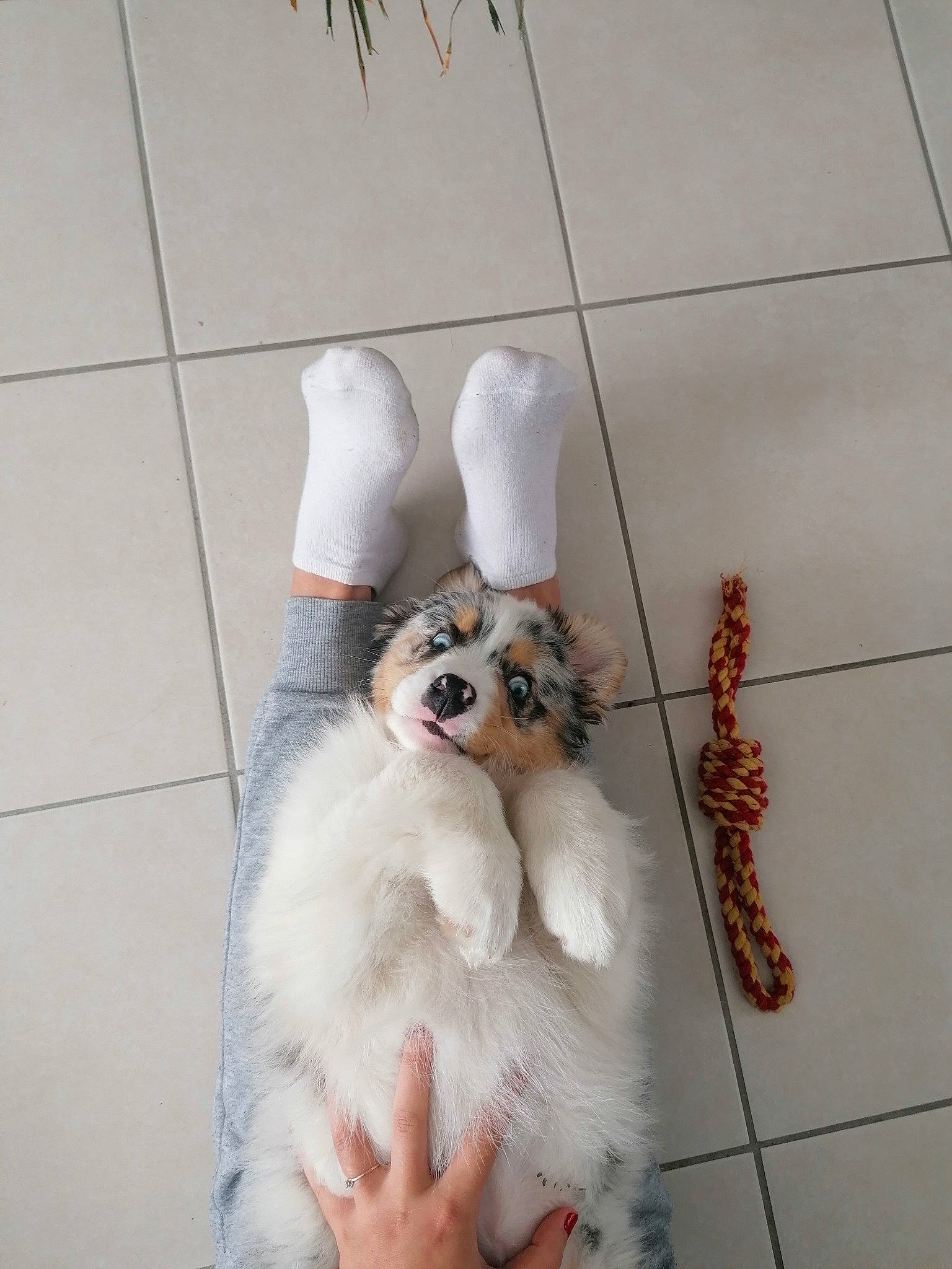 Shannelle participe au concours pour gagner de l'argent avec cette photo : canidae, carnivore, companion_dog, dog, dog_breed, dog_supply, dress, fawn, felidae, flooring, foot, human_leg, snout, sporting_group, tail, thigh, toy, toy_dog, waist, wood