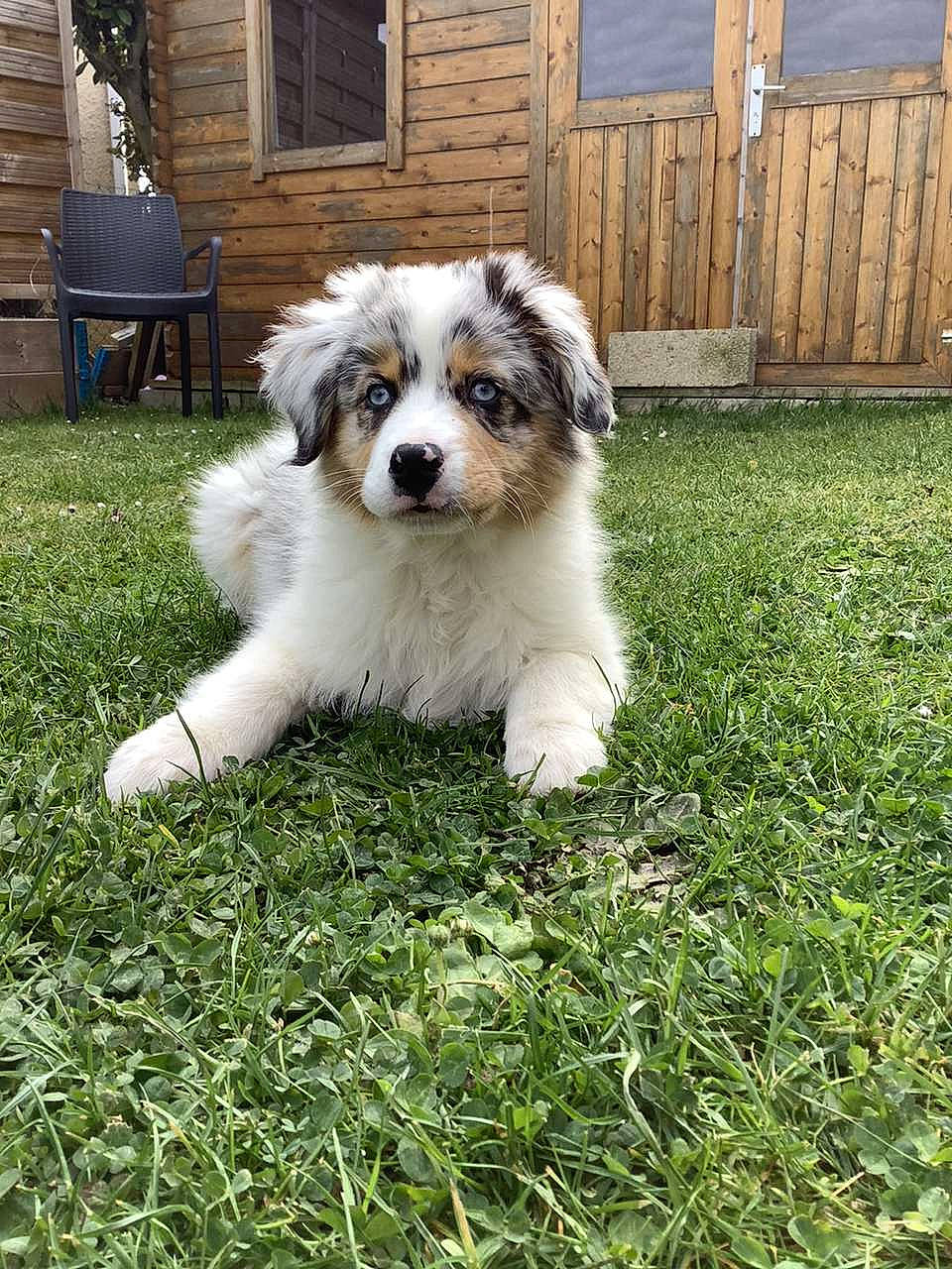 Shannelle a rejoint le concours — aidez-le/la à gagner de superbes lots ! bench, carnivore, chair, companion_dog, dog, dog_breed, door, fawn, fence, fur, grass, lawn, outdoor_furniture, plant, terrestrial_animal, toy_dog, whiskers, window, wood, working_animal