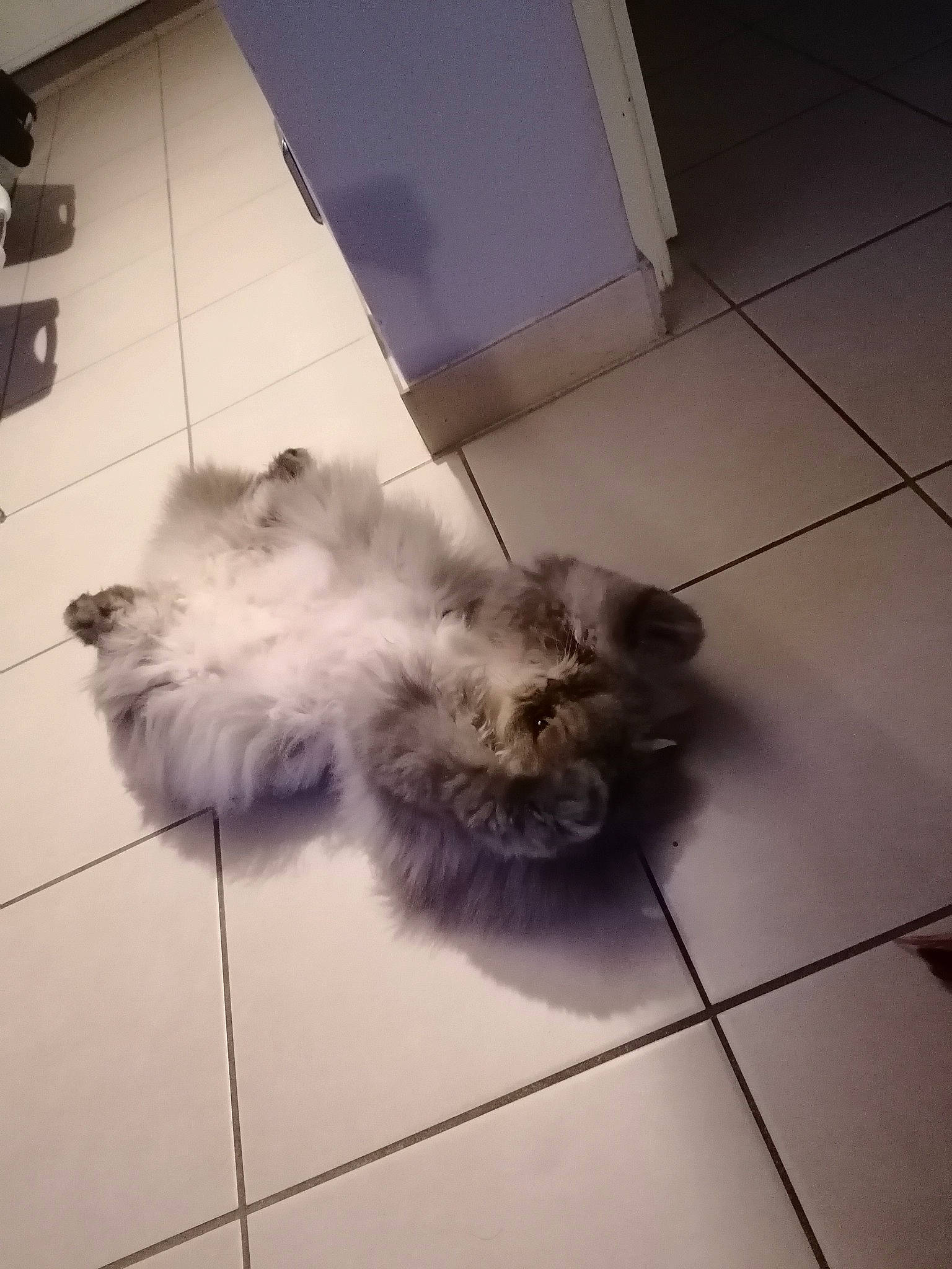 Louise participe au concours pour gagner de l'argent avec cette photo : canidae, carnivore, companion_dog, dog, dog_breed, fawn, felidae, floor, flooring, fur, hardwood, liver, paw, small_to_medium_sized_cats, snout, sporting_group, tail, terrier, toy_dog, whiskers