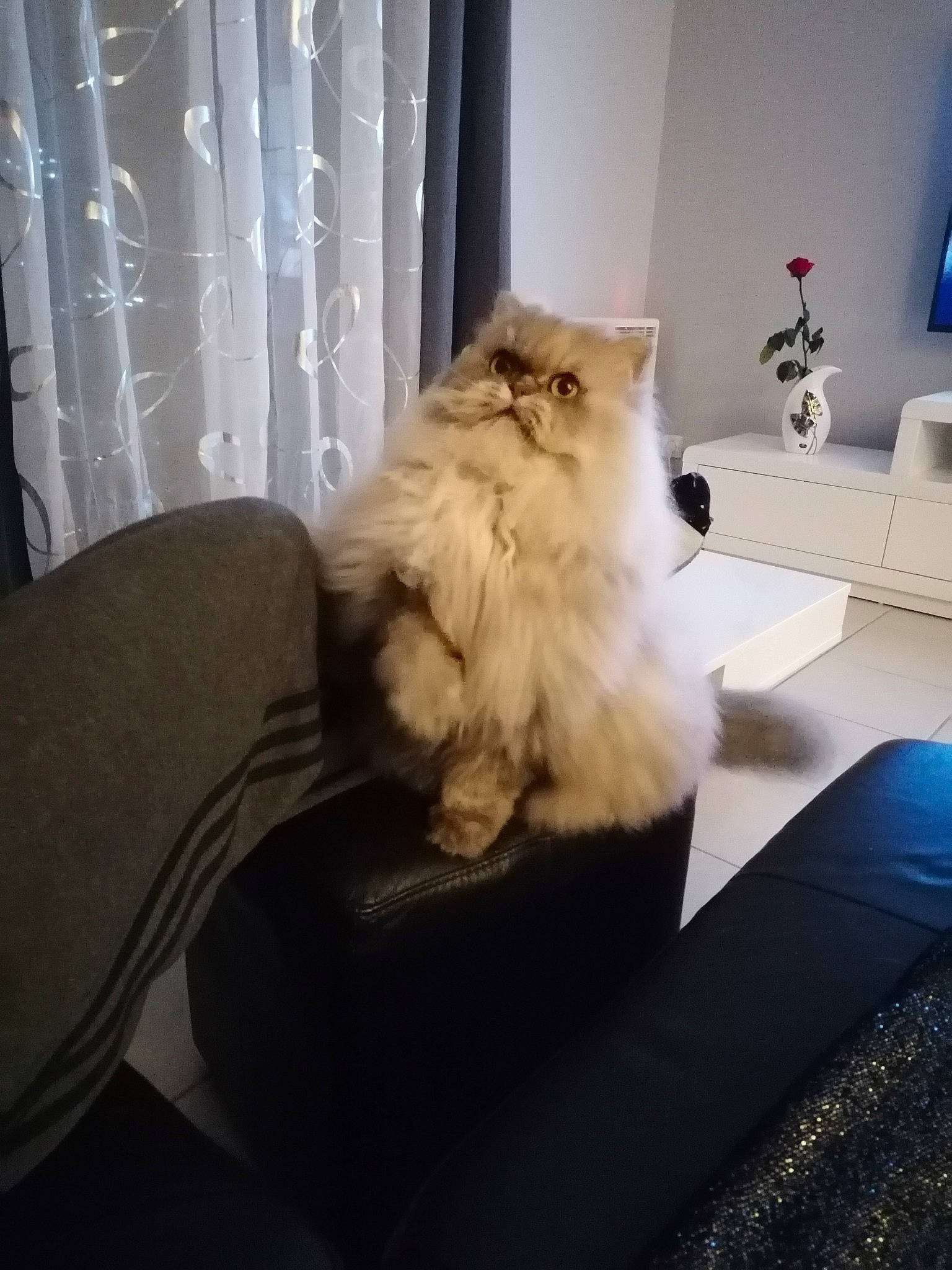 Louise a rejoint le concours — aidez-le/la à gagner de superbes lots ! canidae, carnivore, cat, comfort, companion_dog, couch, dog_breed, fawn, felidae, flooring, fur, hardwood, ragdoll, small_to_medium_sized_cats, sporting_group, tail, tints_and_shades, toy_dog, whiskers, wood