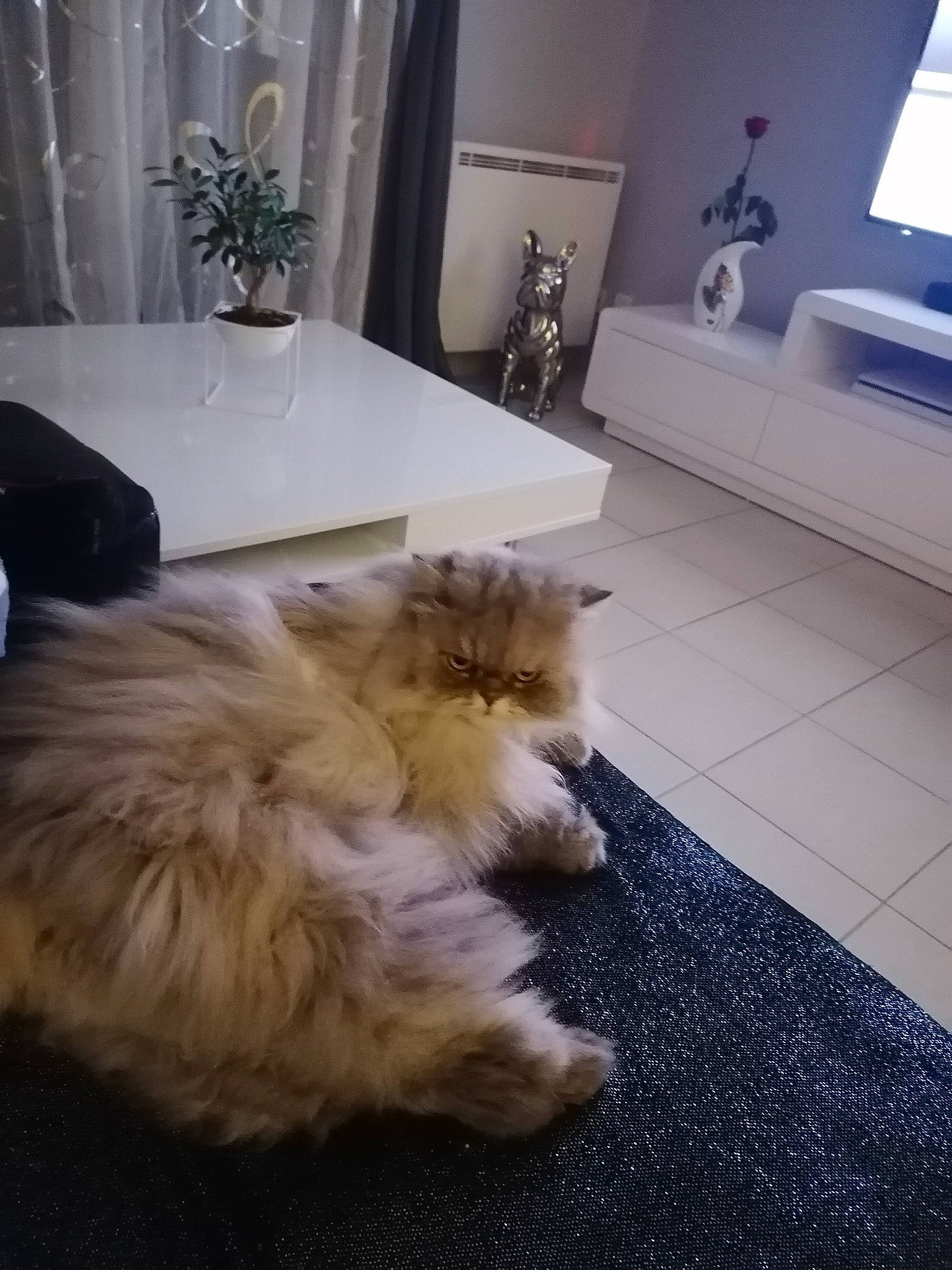 Louise participe au concours pour gagner de l'argent avec cette photo : cabinetry, carnivore, cat, comfort, companion_dog, dog_breed, fawn, felidae, floor, flooring, fur, hardwood, laminate_flooring, paw, room, small_to_medium_sized_cats, spitz, tail, whiskers, wood