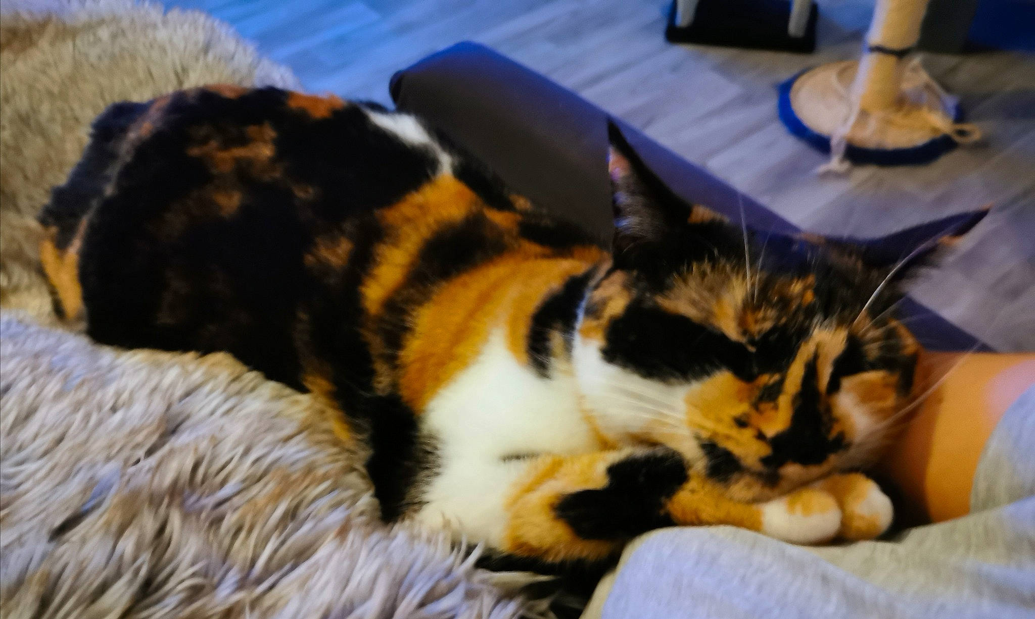 Ivy a rejoint le concours — aidez-le/la à gagner de superbes lots ! american_shorthair, american_wirehair, asian, carnivore, cat, domestic_short_haired_cat, ear, european_shorthair, felidae, fur, kitten, mammal, nap, paw, polydactyl_cat, sleep, small_to_medium_sized_cats, tabby_cat, whiskers