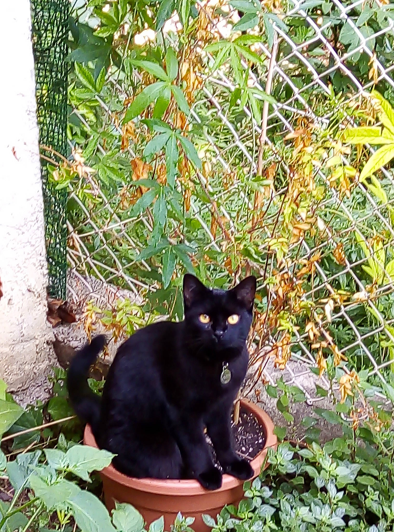 Bagheera participe au concours pour gagner de l'argent avec cette photo : black_cat, bombay, botany, carnivore, cat, domestic_short_haired_cat, felidae, fence, grass, groundcover, mesh, plant, shrub, small_to_medium_sized_cats, snout, tail, tints_and_shades, tree, twig, whiskers