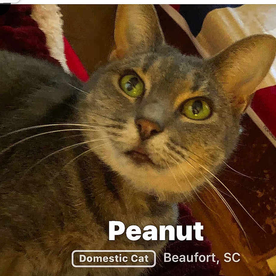 Peanut is registered to the contest to win money with this photo: abyssinian, advertisement, angora, animal, cat, egyptiancat, kitten, manx, pet, poster, snout