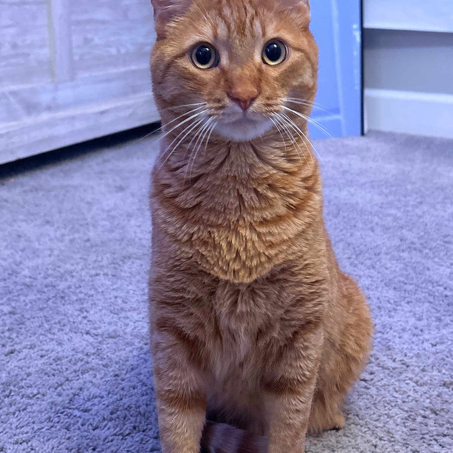 Mister