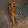 Mister joined the competition — help win amazing prizes! cat, orange_cat, carpet, indoor, stretching, relaxed, pet, feline, fur, floor, shoe, human_footwear, chair_leg, domestic_animal, lying_down, cute, sleepy, home, animal, mammal