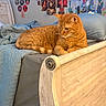 Mister is registered to the contest to win money with this photo: cat, orange_tabby, bed, bedding, wooden_furniture, poster, cd, indoor, feline, resting, animal, comfortable, pillow, blanket, room, wall_art, sleepy, pet, fur, home