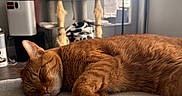 Mister joined the competition — help win amazing prizes! cat, orange_cat, sleeping, indoor, furniture, window, cat_tower, home_appliance, cozy, resting, fur, pet, natural_light, close_up, animal, domestic_cat, relaxation, soft_texture, whiskers, quiet