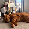 cat, orange_cat, sleeping, indoor, furniture, window, cat_tower, home_appliance, cozy, resting, fur, pet, natural_light, close_up, animal, domestic_cat, relaxation, soft_texture, whiskers, quiet