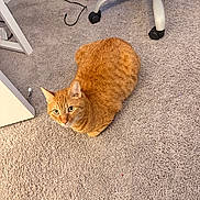 Mister is registered to the contest to win money with this photo: cat, orange_tabby, carpet, indoor, pet, feline, looking_up, office_chair, floor, curious, animal, whiskers, ears, fur, domestic_cat, resting, side_view, home, cable, furniture