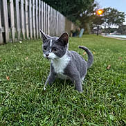 Dustball joined the competition — help win amazing prizes! cat, kitten, grass, picket_fence, outdoor, streetlight, evening, suburban, sidewalk, curious, cute, whiskers, paw, tail, green, portrait, low_angle, bokeh, pet, animal