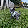cat, kitten, grass, picket_fence, outdoor, streetlight, evening, suburban, sidewalk, curious, cute, whiskers, paw, tail, green, portrait, low_angle, bokeh, pet, animal