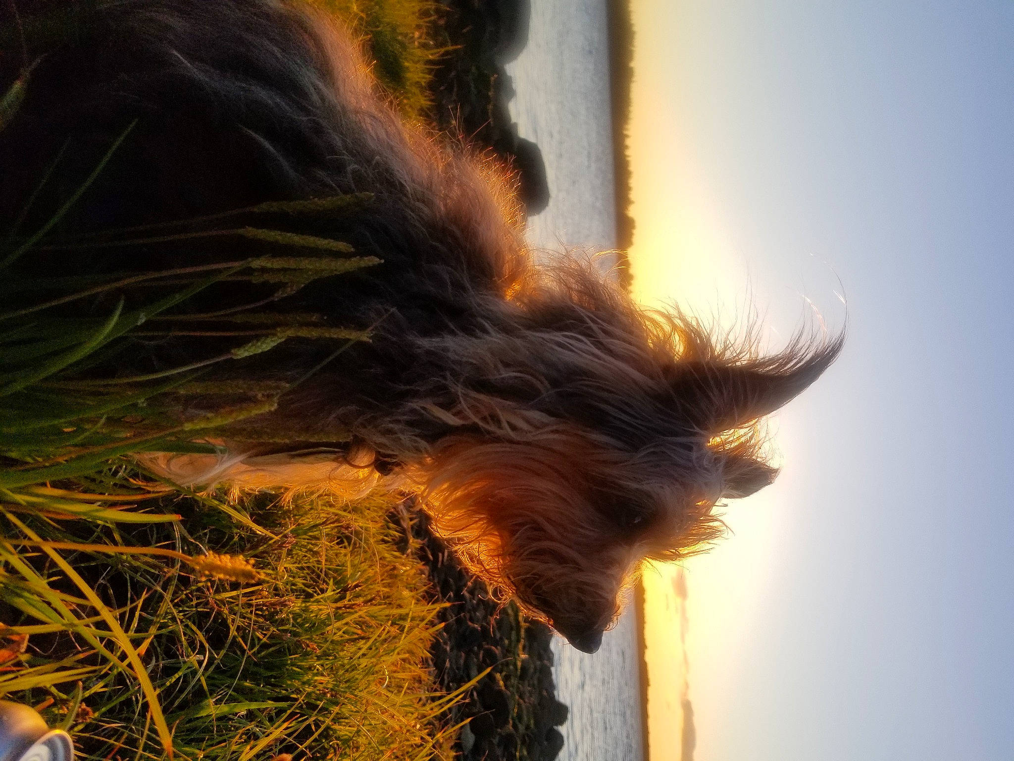 Lilly joined the competition — help win amazing prizes! fawn, flame, fur, grass, hair, heat, long_hair, plant, sunlight, tree