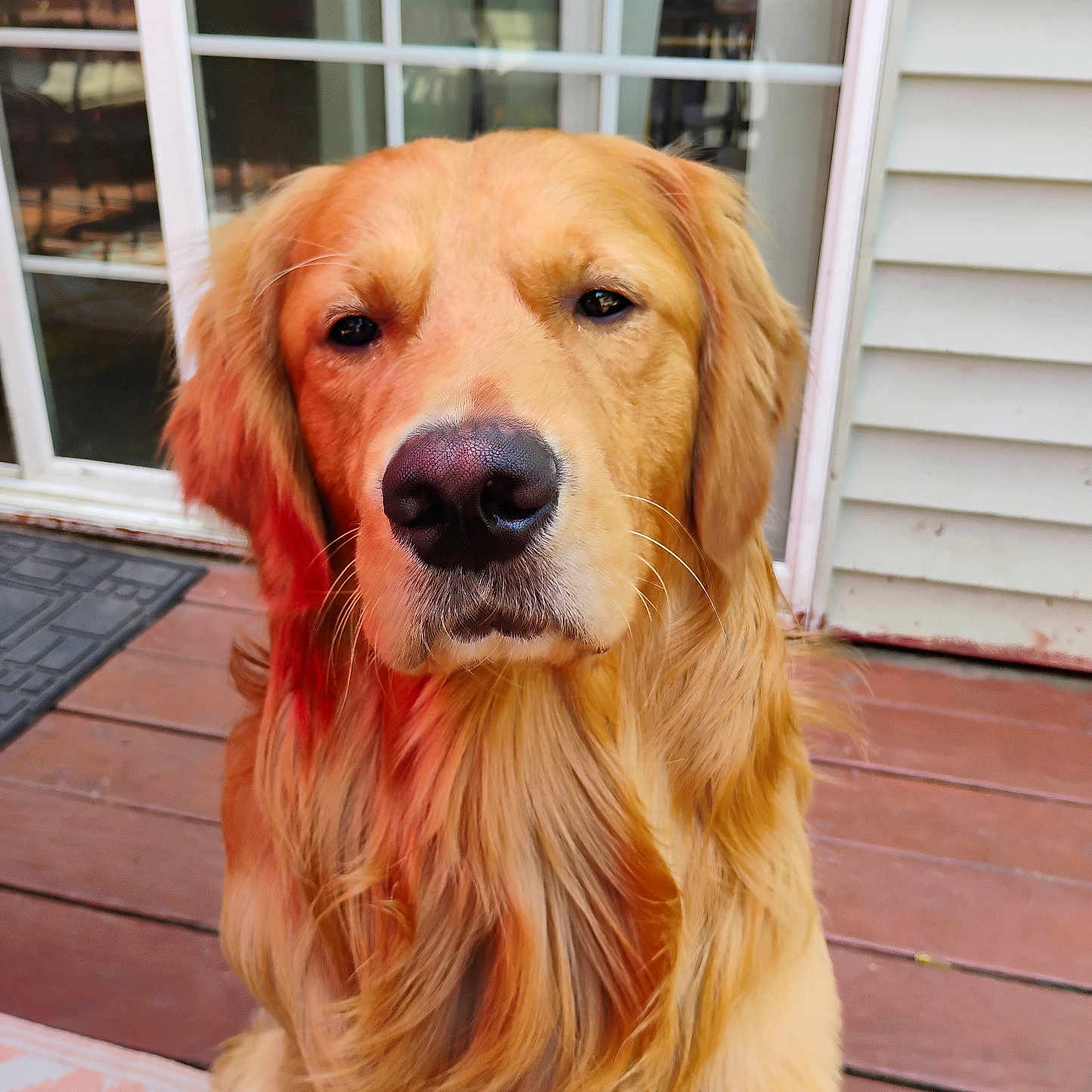 Cologero is registered to the contest to win money with this photo: animal, calm, canine, closeup, deck, dog, door, ears, friendly, fur, glass, golden_retriever, house, looking, muzzle, outdoor, pet, portrait, window, wood