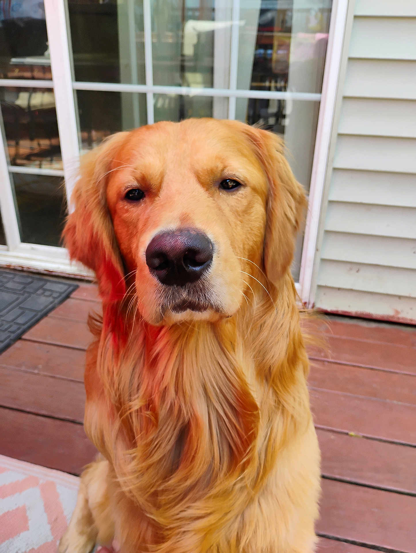 Cologero is registered to the contest to win money with this photo: dog, golden_retriever, pet, animal, canine, fur, portrait, outdoor, deck, wood, door, glass, window, house, calm, looking, closeup, muzzle, ears, friendly