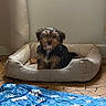 dog, pet_bed, indoor, small_dog, furry, beige, blue_quilt, paw_prints, floor, mosaic_tile, relaxed, cozy, animal, cute, sitting, fur, home, quiet, calm, blanket