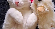 Snowball is registered to the contest to win money with this photo: cat, white_cat, sleeping, pet, animal, plush_toy, stuffed_animal, cuddling, cute, furry, whiskers, pink_nose, closed_eyes, paws, lying_down, cozy, blanket, indoor, portrait, relaxed