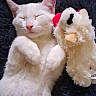 animal, blanket, cat, closed_eyes, cozy, cuddling, cute, furry, indoor, lying_down, paws, pet, pink_nose, plush_toy, portrait, relaxed, sleeping, stuffed_animal, whiskers, white_cat