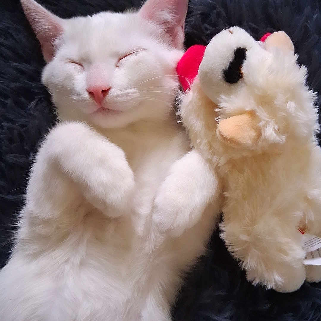 Snowball