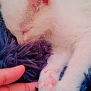 Snowball joined the competition — help win amazing prizes! cat, kitten, white_cat, sleeping, sleepy, furry, paw, pink_paw_pads, whiskers, closed_eyes, animal, pet, cute, peaceful, blue_blanket, soft_texture, close_up, human_hand, indoors, portrait