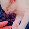 animal, blue_blanket, cat, close_up, closed_eyes, cute, furry, human_hand, indoors, kitten, paw, peaceful, pet, pink_paw_pads, portrait, sleeping, sleepy, soft_texture, whiskers, white_cat