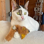 Tequila a rejoint le concours — aidez-le/la à gagner de superbes lots ! animal, cat, cat_tree, close_up, cute, domestic_cat, ears, furniture, green_eyes, home, indoor, pet, pink_nose, plush_toy, relaxed, soft_toy, stuffed_toy, whiskers, white_cat, wooden_wall