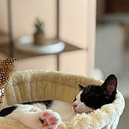Moon a rejoint le concours — aidez-le/la à gagner de superbes lots ! cat, black_and_white, sleeping, lounging, stretched_paw, pink_paw_pads, pet, furry, animal, cozy, hammock, plush_bed, cream_color, indoor, home, soft_lighting, shallow_depth_of_field, blurred_background, relaxed, portrait