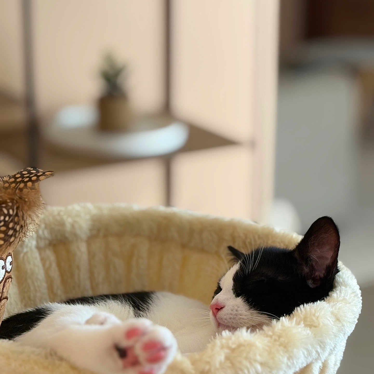 Moon a rejoint le concours — aidez-le/la à gagner de superbes lots ! cat, black_and_white, sleeping, lounging, stretched_paw, pink_paw_pads, pet, furry, animal, cozy, hammock, plush_bed, cream_color, indoor, home, soft_lighting, shallow_depth_of_field, blurred_background, relaxed, portrait