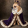 animal, brown_dog, costume, crown, cute, decorative, dog, fancy, fur_trim, indoor, jewels, majestic, pet_portrait, portrait, purple_cloak, regal, royal_cape, sitting, small_dog, studio_photo