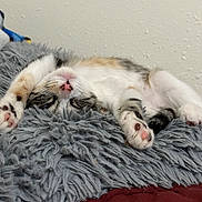 Princess Zelda joined the competition — help win amazing prizes! kitten, cat, sleeping, paws, fluffy, blanket, indoor, cute, pet, fur, relaxed, resting, cozy, animal, whiskers, pink_nose, claws, soft, domestic_cat, young