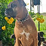dog, boxer, pet, animal, sitting, chair, collar, outdoor, flowers, greenery, nature, portrait, brown, white_marking, wood, daylight, garden, fence, calm, looking_away