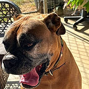 Gertrude is registered to the contest to win money with this photo: dog, boxer, pet, animal, panting, sunlight, outdoor, shadow, collar, tongue, face, closeup, furniture, patio, leaf, greenery, happy, companion, background, canine