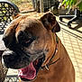 dog, boxer, pet, animal, panting, sunlight, outdoor, shadow, collar, tongue, face, closeup, furniture, patio, leaf, greenery, happy, companion, background, canine