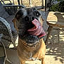 dog, tongue, close_up, outdoor, porch, sunlight, furniture, garden, playful, pet, canine, brown_fur, black_nose, collar, shadow, concrete_floor, chair, table, leafy_plants, wire_fence