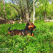 Niro participe au concours pour gagner de l'argent avec cette photo : animal, canine, daytime, dog, forest, grass, greenery, happy, leisure, meadow, nature, outdoor, park, pet, relaxed, summer, sunlight, tongue_out, trees, wildflowers