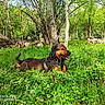 dog, outdoor, grass, greenery, trees, nature, sunlight, wildflowers, canine, animal, pet, happy, tongue_out, relaxed, meadow, forest, summer, daytime, park, leisure