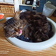 Cerise a rejoint le concours — aidez-le/la à gagner de superbes lots ! abyssinian, animal, basket, bowl, cat, couch, egg, food, furniture, hardwood, kitten, manx, meal, mixingbowl, pet, plywood, pottery, saucer, sink, wood