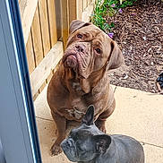 Dollie joined the competition — help win amazing prizes! animal, brown_dog, canine, companion, curious, daylight, dog, flowers, garden, glass_door, grey_dog, looking_up, nature, outdoor, patio, pets, plants, sitting, two_dogs, wooden_fence