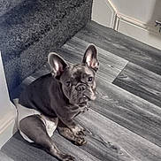 Cheryl joined the competition — help win amazing prizes! animal, carpet, corner, curious, diaper, dog, ears_up, floor, flooring, french_bulldog, gray, house, indoor, looking_up, pet, sitting, small_dog, stairs, wall, wood_floor