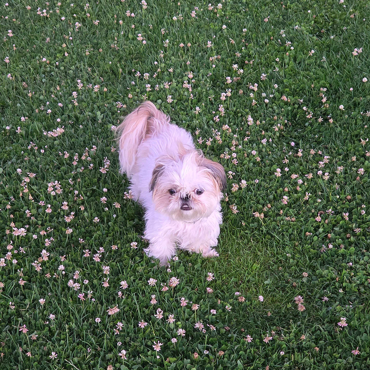 Coco