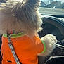 Capone is registered to the contest to win money with this photo: dog, fluffy, orange_sweater, steering_wheel, car_interior, sunlight, leash, road, window, dashboard, seat, pet, driver, daytime, animal, fur, paw, cute, travel, vehicle