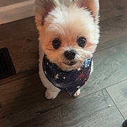 Capone is registered to the contest to win money with this photo: dog, small_dog, fluffy, bandana, indoor, wooden_floor, pet, cute, looking_up, floor, wall, domestic_animal, animal, ears, fur, black_nose, standing, companion, young_dog, adorable