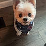 dog, small_dog, fluffy, bandana, indoor, wooden_floor, pet, cute, looking_up, floor, wall, domestic_animal, animal, ears, fur, black_nose, standing, companion, young_dog, adorable
