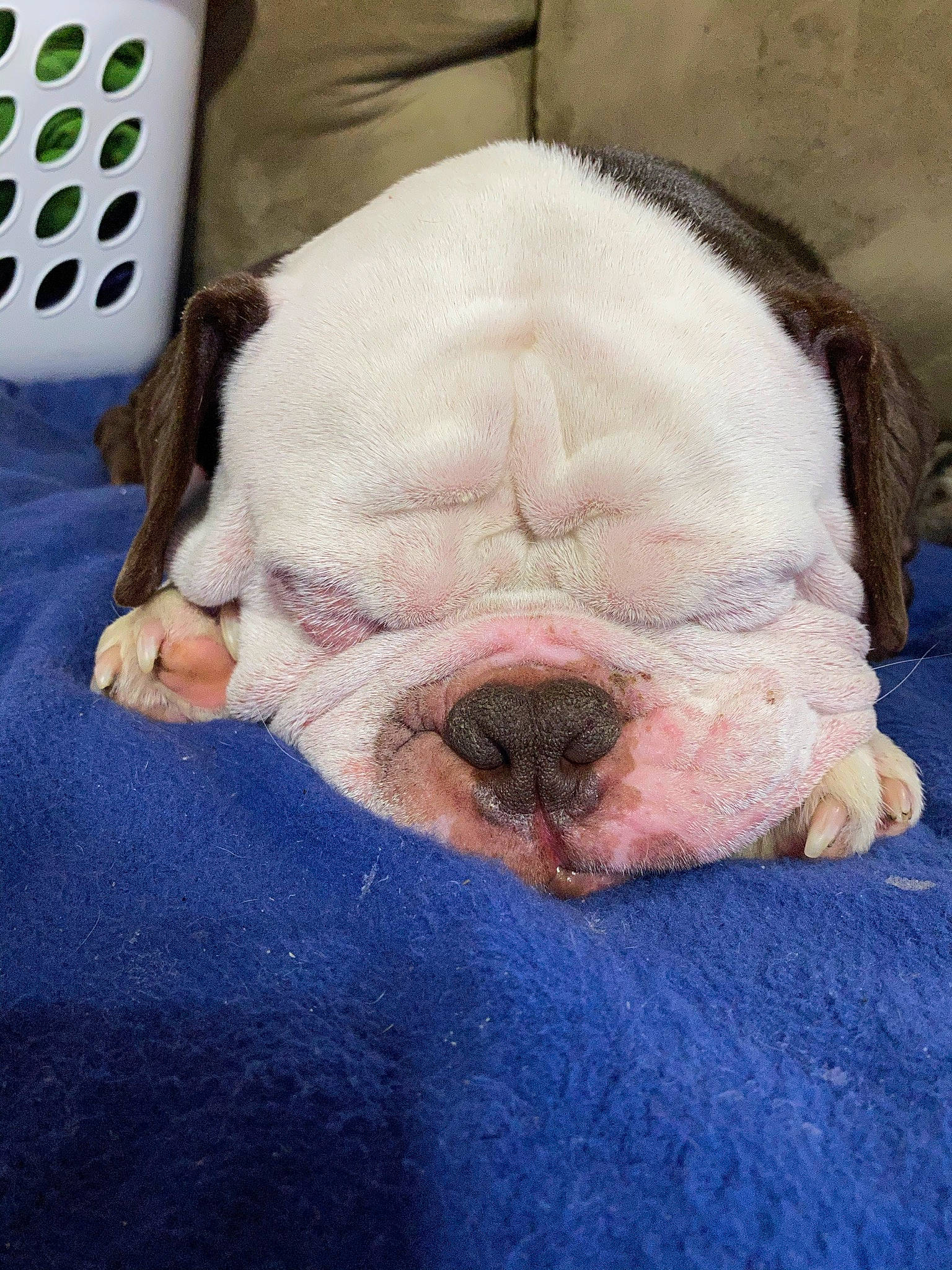 Goliath joined the competition — help win amazing prizes! bulldog, canidae, carnivore, chair, comfort, companion_dog, dog, dog_breed, ear, fawn, felidae, fur, head, jaw, linens, snout, sporting_group, terrestrial_animal, whiskers, wrinkle