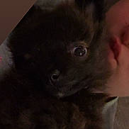 Kiss a rejoint le concours — aidez-le/la à gagner de superbes lots ! puppy, dog, face, person, close_up, snuggling, dark_fur, indoor, cuddle, pet, animal, cozy, cute, fur, expression, looking, nose, mouth, human, companion