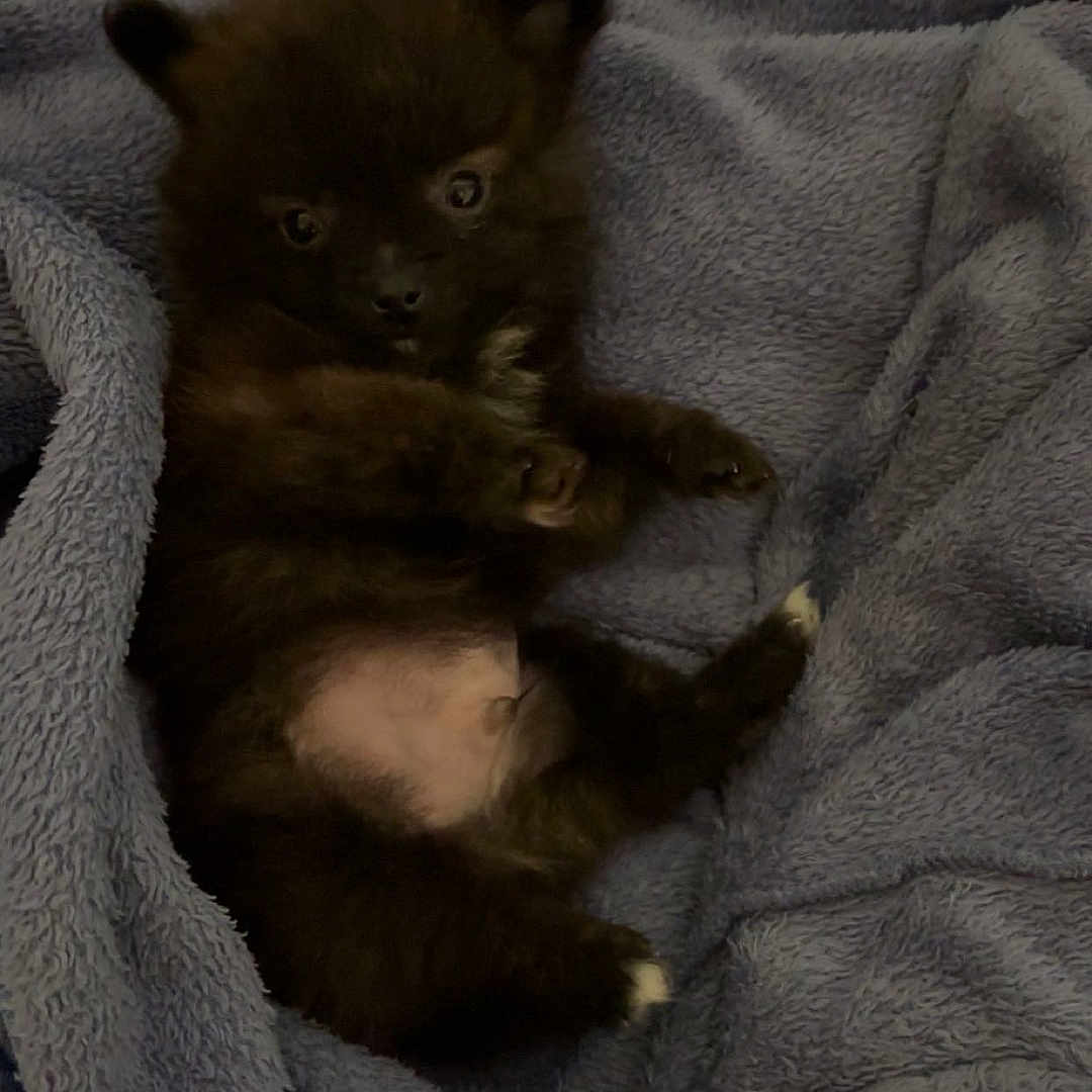 Kiss a rejoint le concours — aidez-le/la à gagner de superbes lots ! animal, black_fur, blanket, cozy, curious, cute, dog, domestic_animal, fur, indoor, lying_down, paw, pet, puppy, resting, small, snuggled, soft_texture, white_patch, young