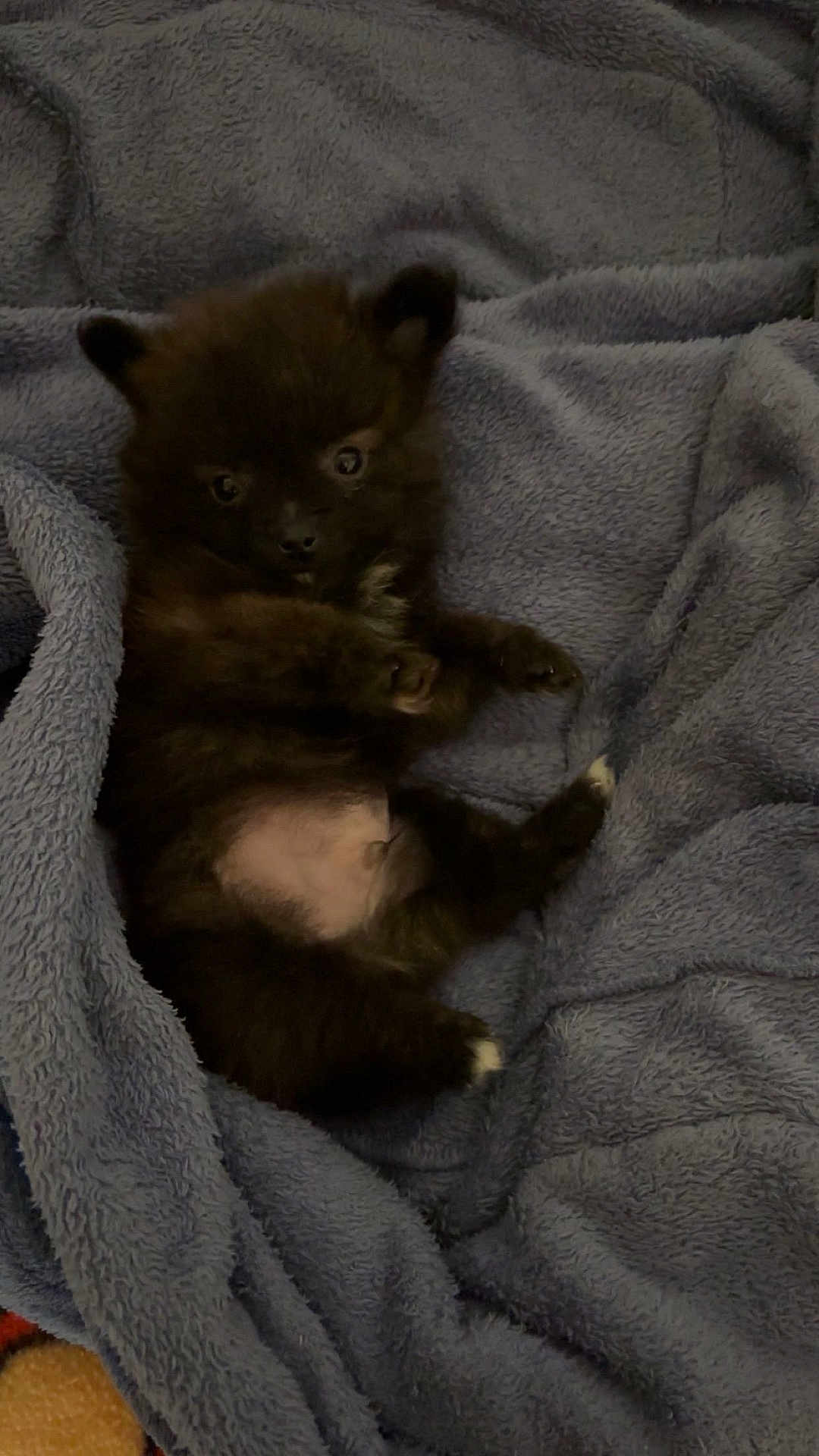 Kiss a rejoint le concours — aidez-le/la à gagner de superbes lots ! puppy, dog, black_fur, white_patch, blanket, soft_texture, cozy, cute, small, pet, animal, lying_down, fur, young, domestic_animal, indoor, resting, paw, curious, snuggled